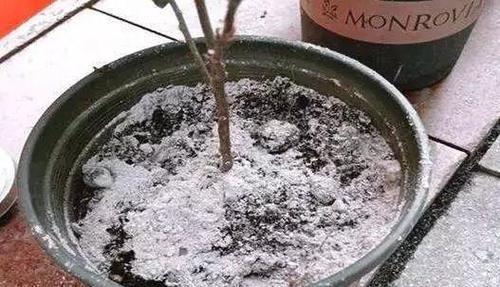 忽冷忽热的天气，养花种草，怕出意外就多用点这“灰”