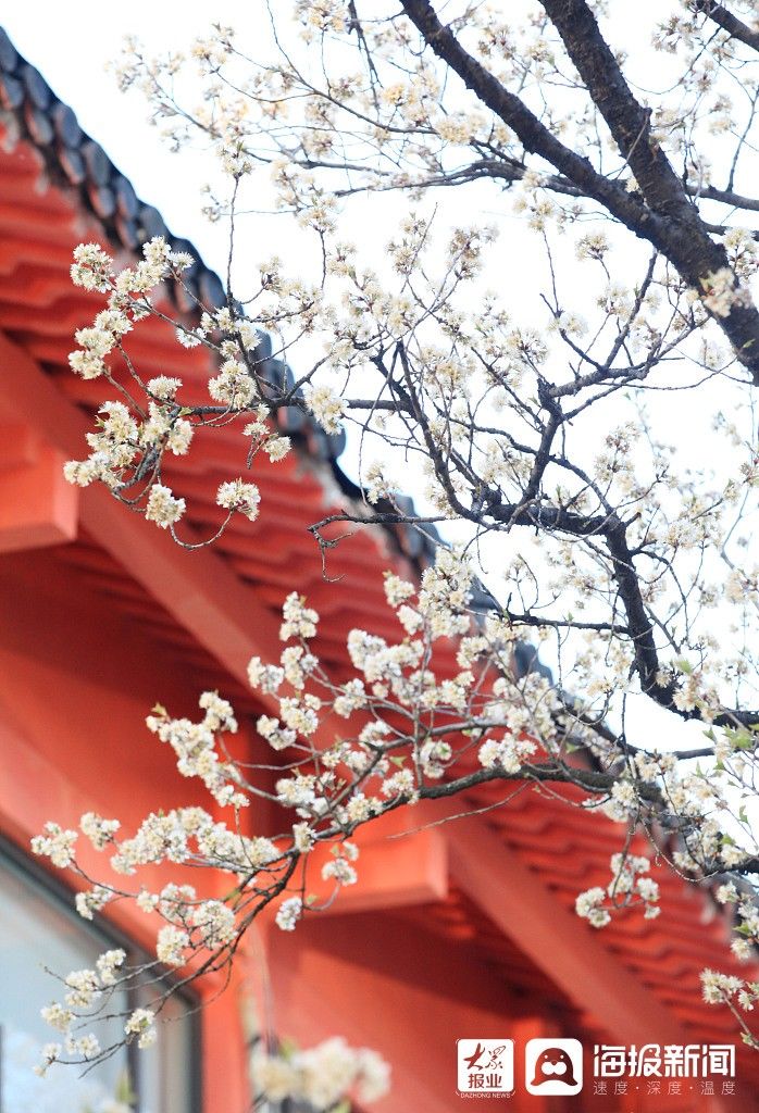 老年|南京：樱桃花开花满枝 洁白花瓣与大红古建相映成趣