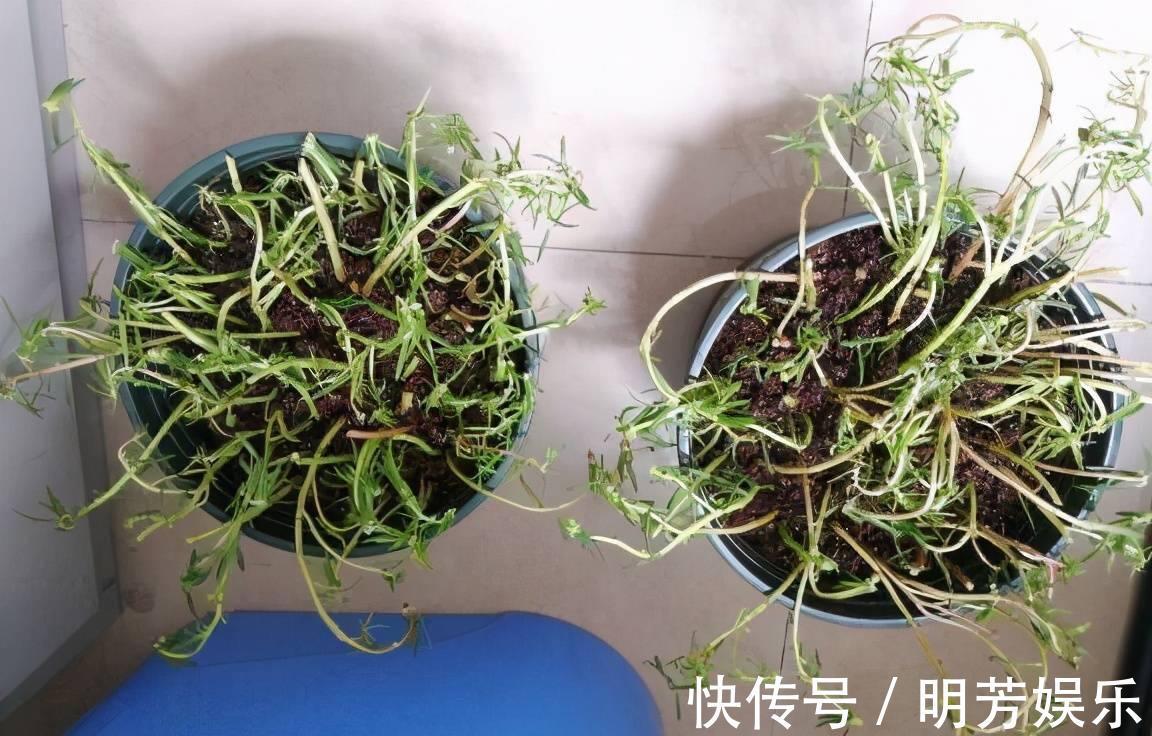 扦插|养花新手，就扦插这4种花，长根快成活快，越养越多颜值超高