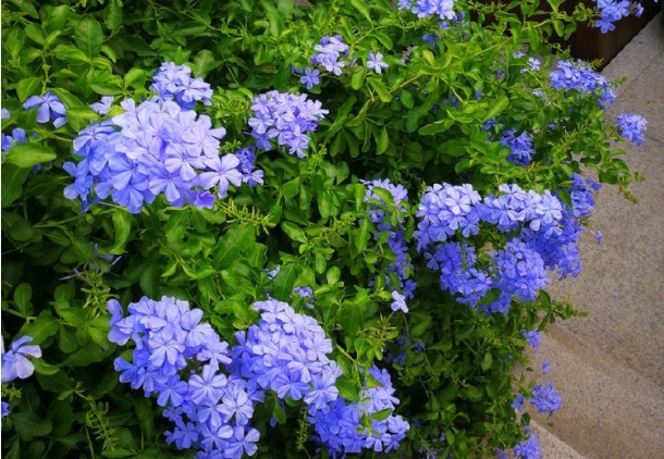 新手养花，不如养盆花中精品“初乌”，厚重光泽，朴实华丽！