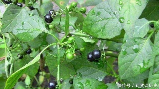 童年记忆大揭秘,黑悠悠黄悠悠真实身份,一种伴着你长大的甜野果