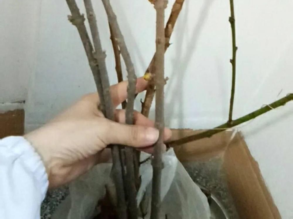 休眠|9种花，必须低温春化，冻满1个月以上才行！