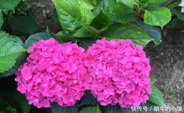 9种花不用花钱买,掐根枝条插土里,2周即可生根,好养易成活