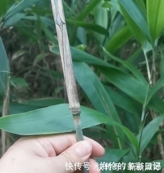 民间|民间常用它的叶子包粽子,有一种清新的香味,你用它包粽子吗?