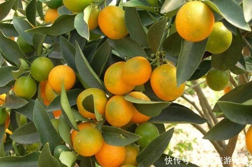 海内外|农村一“金蛋”,经常吃皮不吃肉,腌制后是极品,畅销海内外