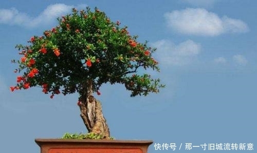 盆栽|吃剩下的“石榴籽”别扔,用水泡一泡,7天长出小盆栽!