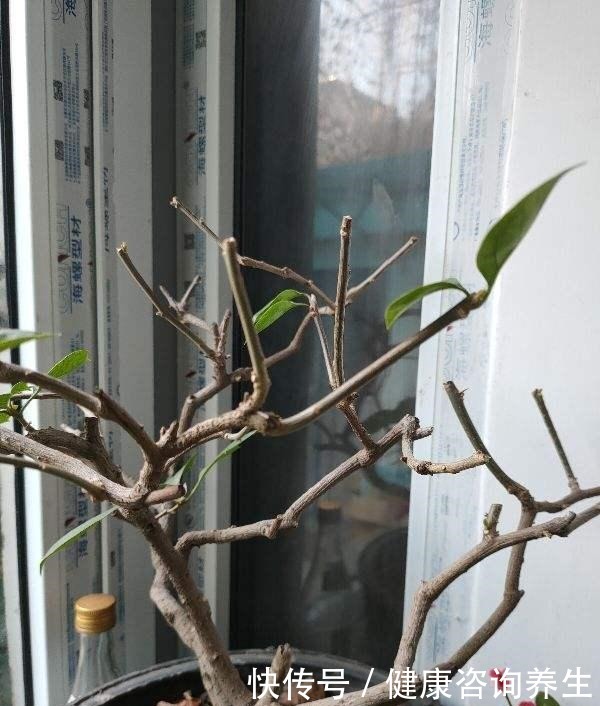 三角梅掉成光杆,一定是这“两点”没注意,现在挽回还有救!