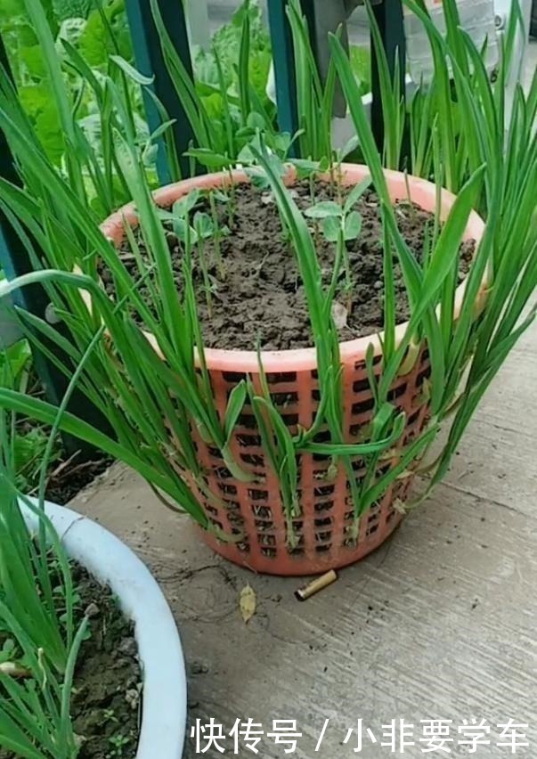 一个垃圾桶，能种出一桶蒜！多到吃不完，以后家里一年都不用买了！