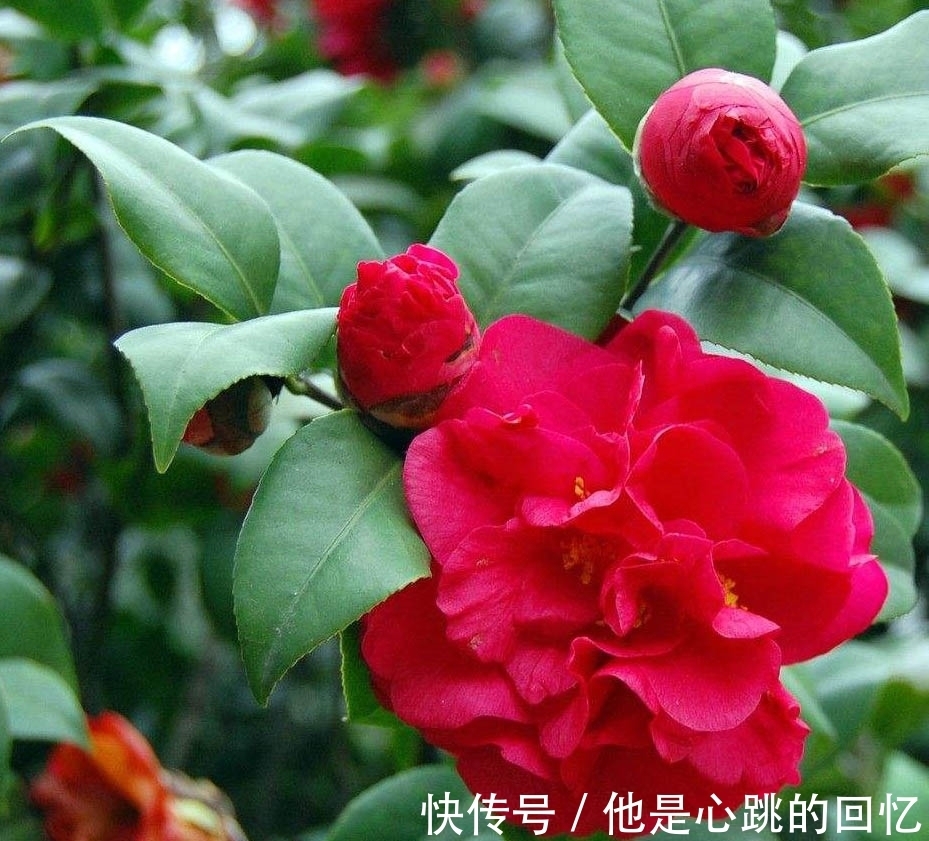 养花试试这款,花朵又大又漂亮,层叠而华丽