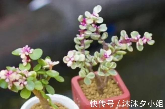 新手|全民公认好养的11种多肉,新手也能养好,成活率高,出状态艳