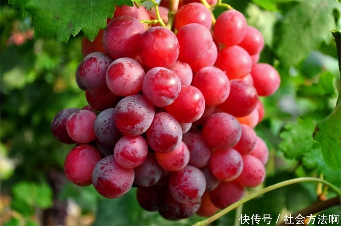  延缓|人到中年，常吃3种食物，美容润肤，延缓衰老，滋补身体