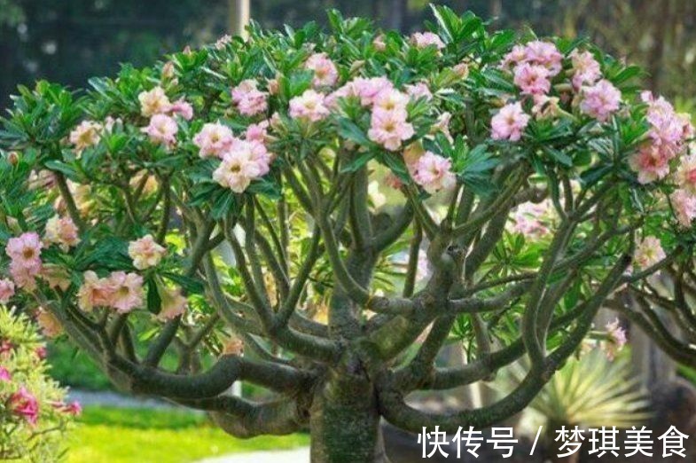 仙人球|俗话说:“勤人养鱼,懒人养花”,这6种花最适合懒人去养