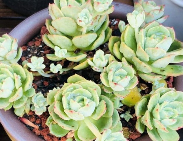 养多肉用1种“溶液”，再也不徒长，叶片长得肥又厚，疯长到爆盆