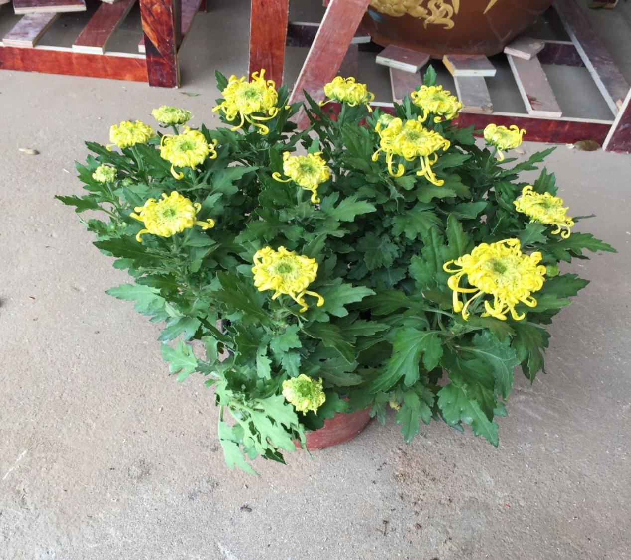 鸡蛋壳是养花神器，掌握住这些用法，完全不需再花钱买肥料了