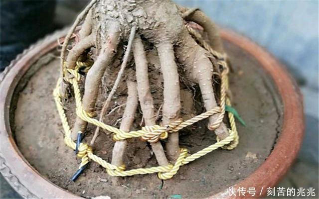 制作高价值的盆景，炼根是关键，看看怎么炼