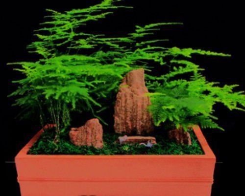 花盆|养好文竹掌握4个要点,轻松告别干尖黄叶,郁郁葱葱一大丛