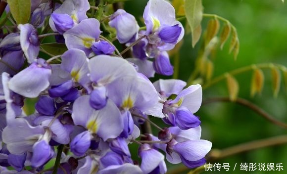 疯长|4种颜值超高的花,沾点水就疯长,开花勤还爱爆盆