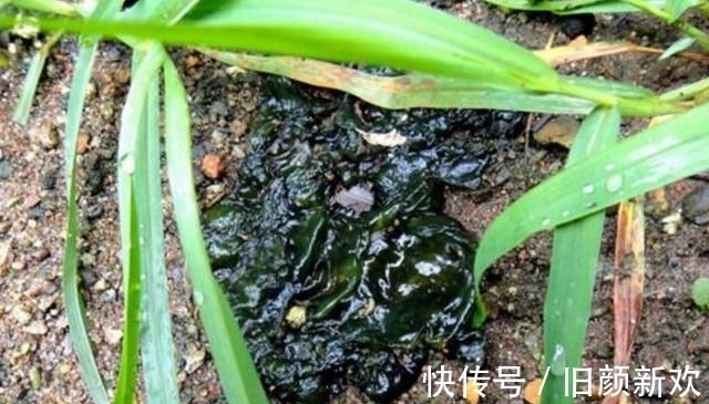 营养价值|雨后农村的山上会长出“脏野菜”,营养价值很高