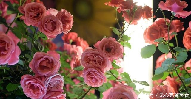 这4种花,漂亮好养、耐寒花期长,能做美食能入药,营养健康