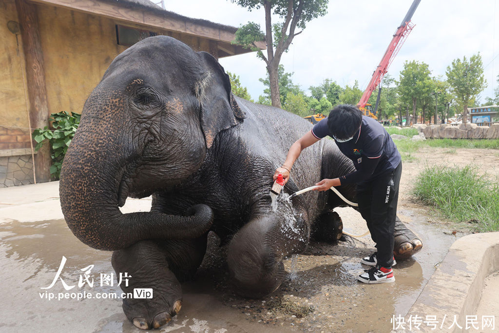 大象|为大象“修脚美甲”