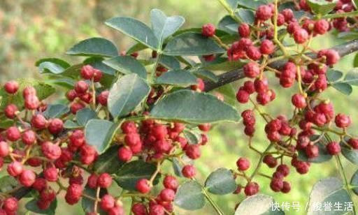 花椒|花椒搭配一物泡水喝，祛湿排毒，杀菌消炎，皮肤更加细腻！