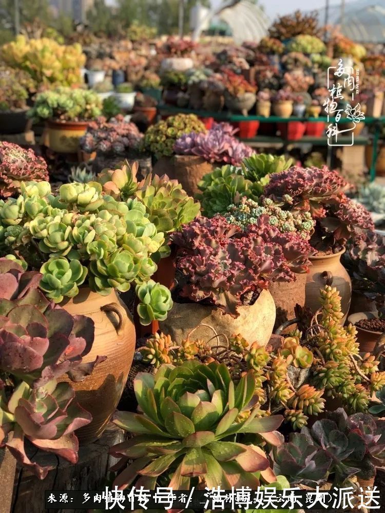 挂区|因为多肉，背井离乡来到开挂区，多肉变好看，小伙变大叔！