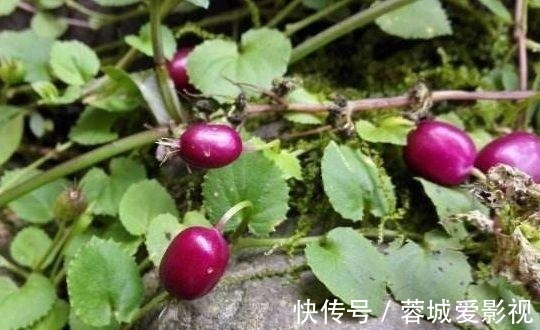 滕蔓|农村一种野果叫“地茄子”,目前稀有,药用价值极高,遇见别踩到