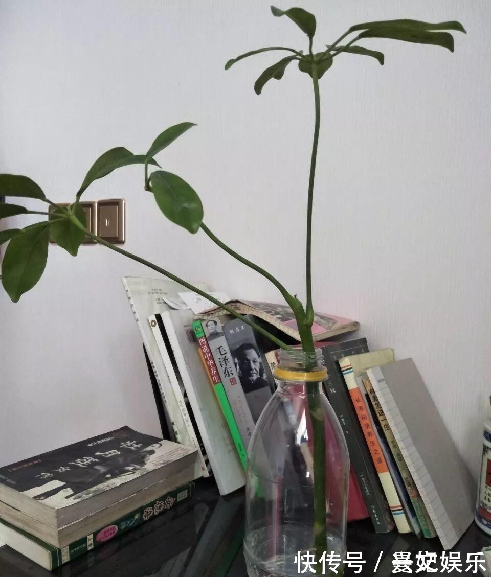 3种招财树,想养别花钱,掐个枝就生根,能得一大盆!