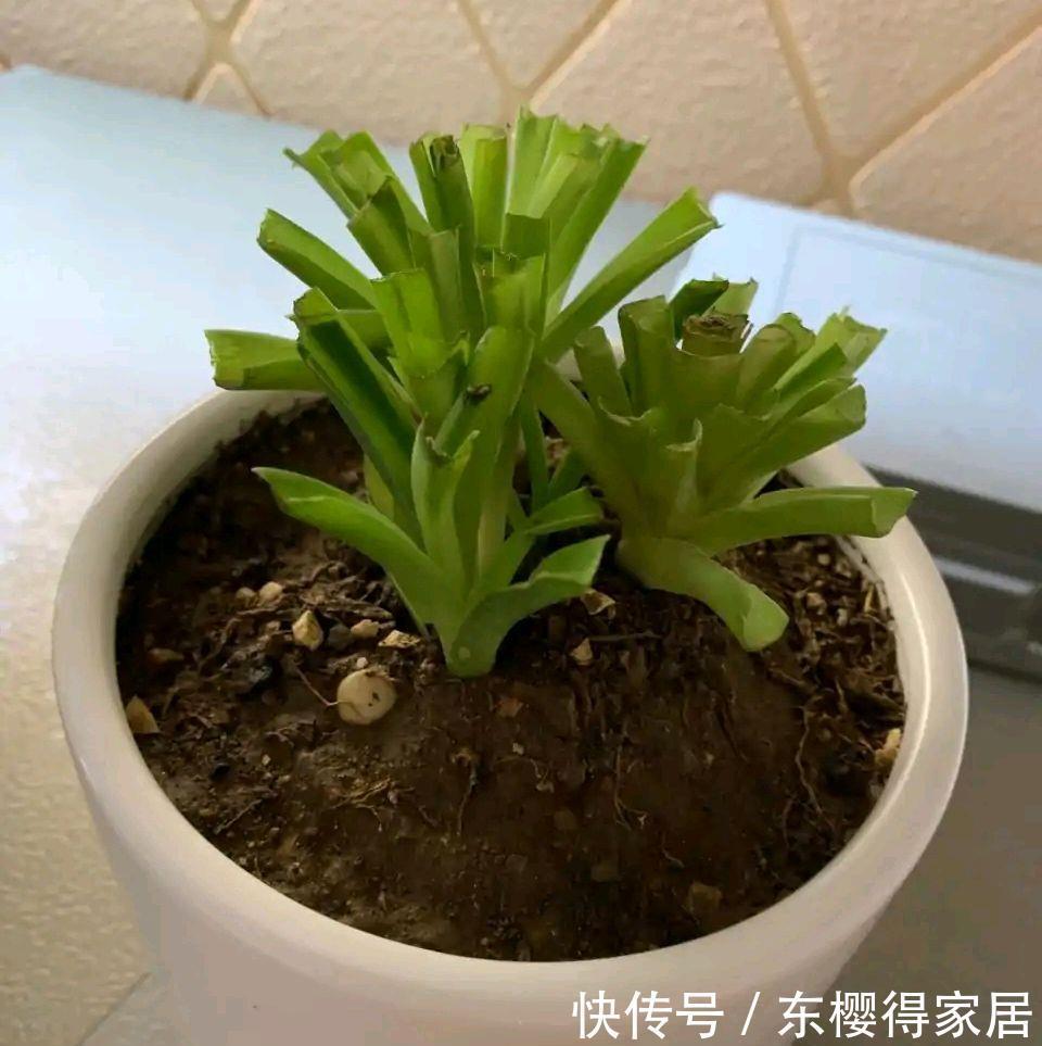 紫茉莉|秋天养金边吊兰，做好两件小事，更加肥壮旺盛，大不一样