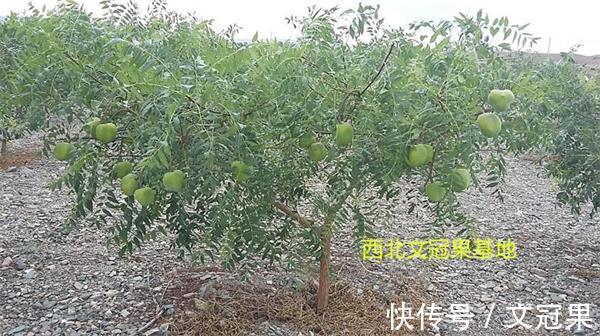 冠状动脉|预防和治疗脑梗心梗的好方法