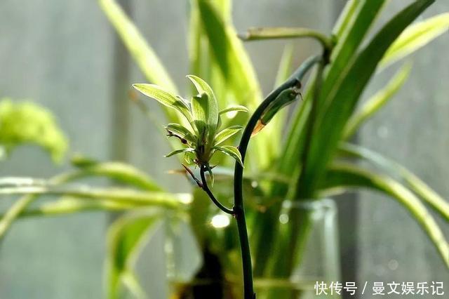 这4种花,不用土只用水,就能养成绿窗帘!