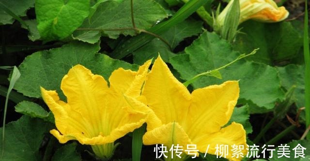 鱼腥草|你知道多少种野菜，让你轻松了解野菜的各种秘密，快来看看吧！