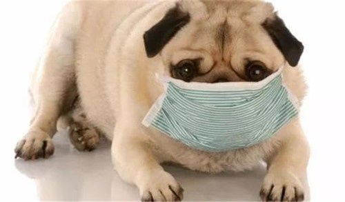 狗狗突然呼吸声很重