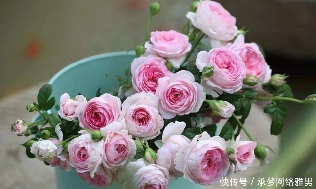 开爆|爱你的小花匠,七夕前,养好了20种月季花,随便1种都已开爆盆