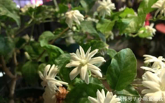 花土|家庭养茉莉花,少浇水,太阳光照要充足,开花才会更多