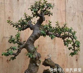 浇水|马齿笕树养5年,变成老桩盆景很值钱,做5步就实现