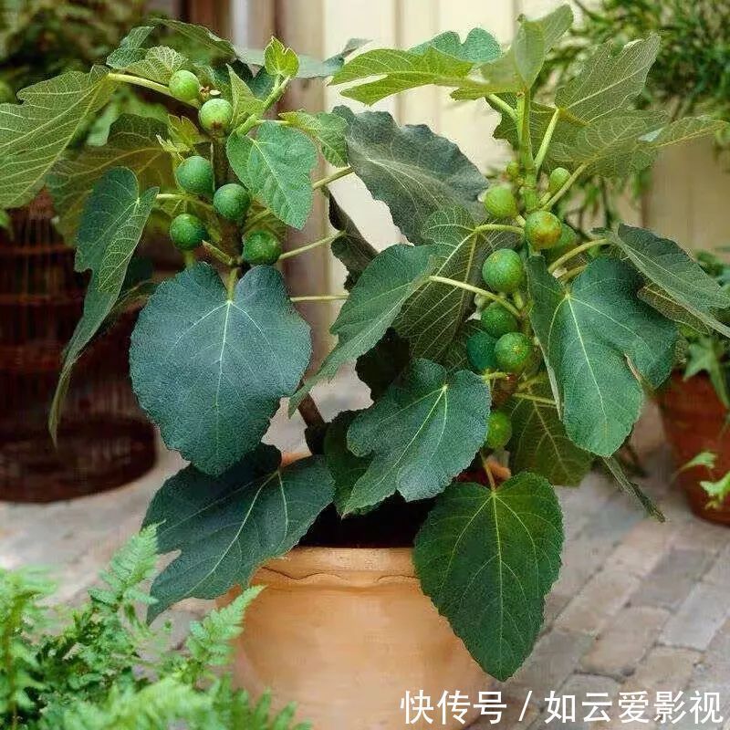 养护|这六种盆栽,能看还能吃,家里养一盆,清雅又别致