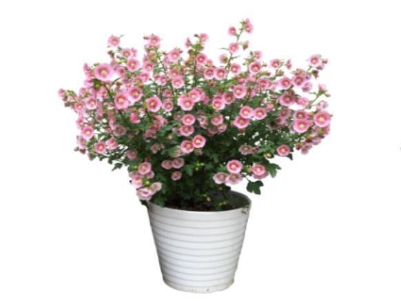 王大叔养的这盆栽，1年365天都开花，花团锦簇好看极了，好养活