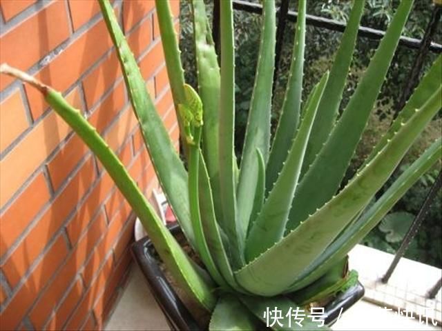 二氧化氮|6种花,能养人,高档大气有品味,越养越有“好身体”