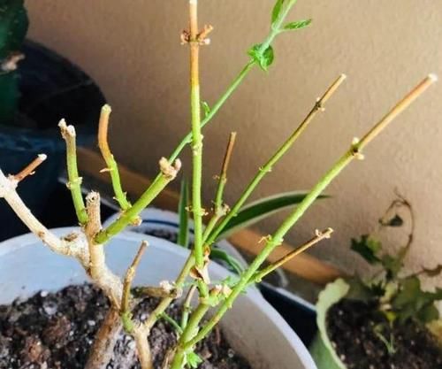 天冷养花怕冻伤，就多晒太阳多铺层它，保证呼呼疯长个