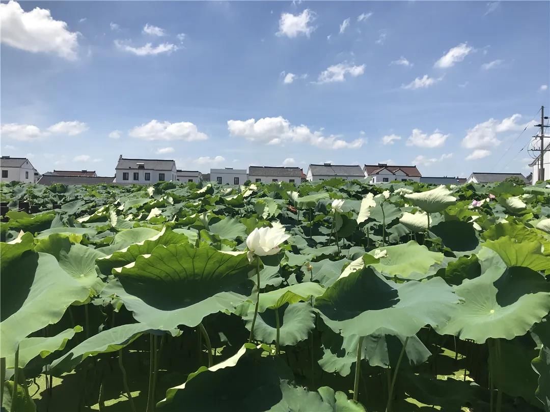 红荷|惊艳！善城的荷花竟这么美！