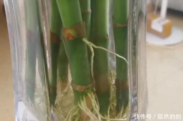 养花先养根,浇灌2种水,根系长的“洁白稠密”,轻松变爆盆!