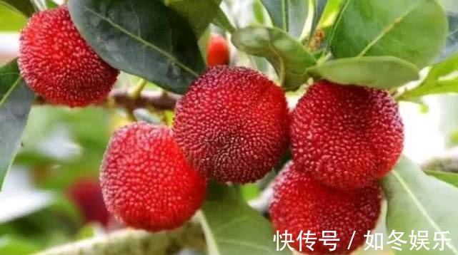 长寿|人到中年想长寿,三种食物换着吃,清肠排毒,预防便秘,延缓衰老