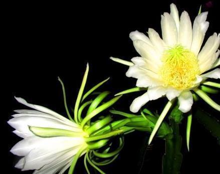 霸王花|咳嗽老是不好,多吃一花,润肺止咳见效快,女性常吃肌肤更显年轻