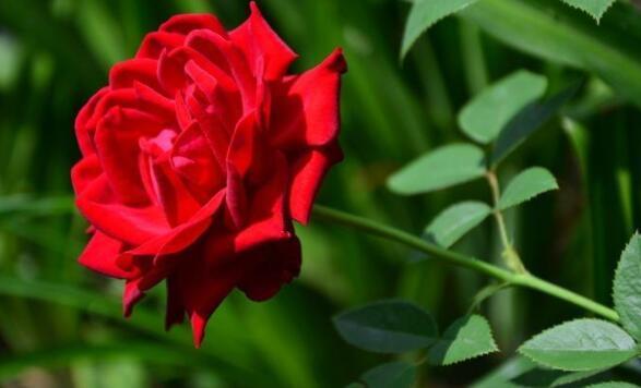 家里玫瑰怎么养只要每天喝“营养水”，开花爆盆，香气十足