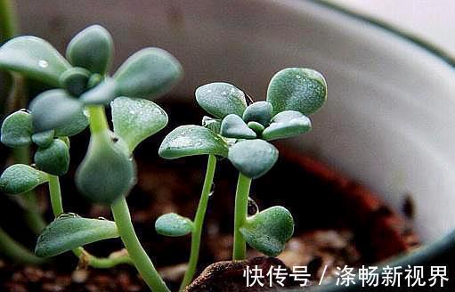 缺水|怎么判断多肉需要浇水3个经验，又快又准！