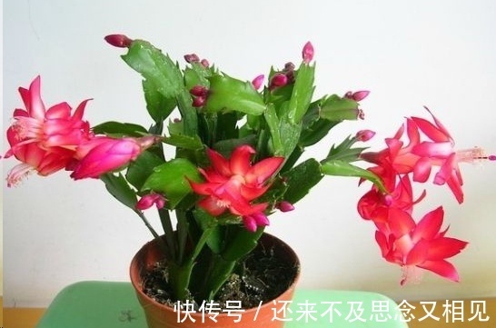 现在把蟹爪兰嫁接到仙人掌上,不用管,秋天也能开成瀑布!