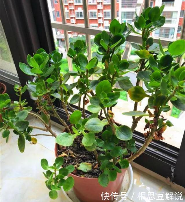 养花很简单，看懂4个“信号”，就知道怎么养好了