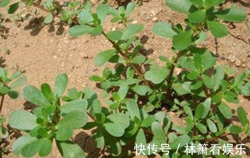 瘊子|农村有种常见的野草,是治疗瘊子的良药,分分钟治好,不再长