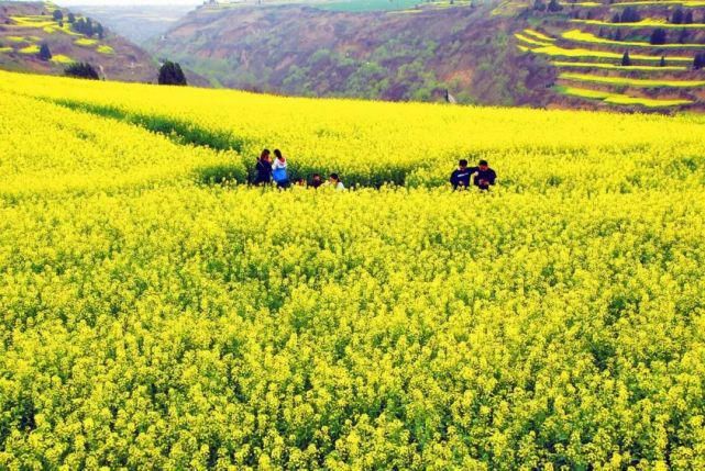 武功油菜万顷，何必跨山越岭！